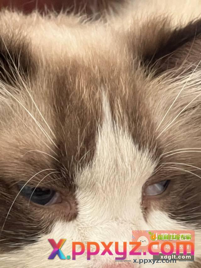 有没有懂的老哥 我家崽为啥眼睛有白膜?应该怎么治疗？ - PPXYZ资源网