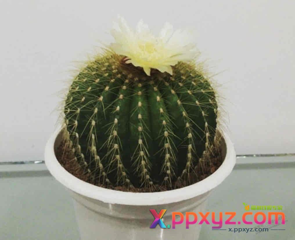 吧友们见过仙人球开花吗？（如图） - PPXYZ线报