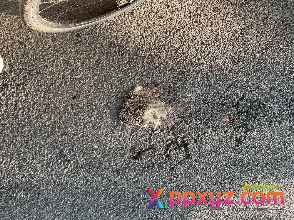 这只刺猬好可怜 - PPXYZ线报