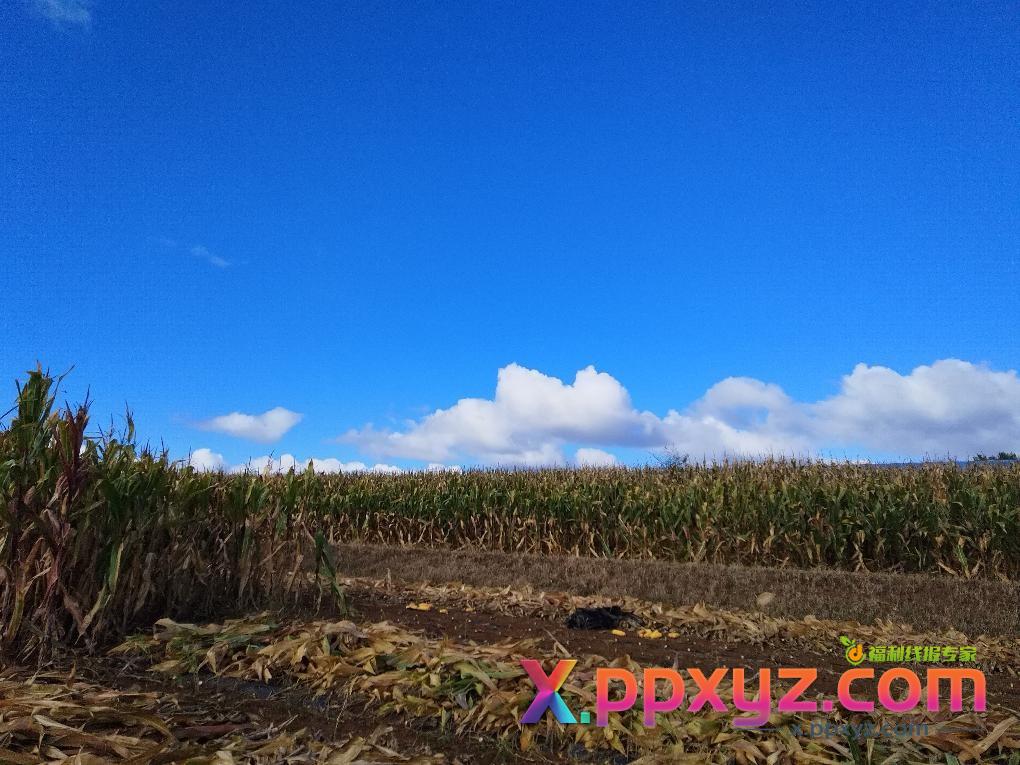看着你们一顿撸毛我一顿收秋 - PPXYZ线报