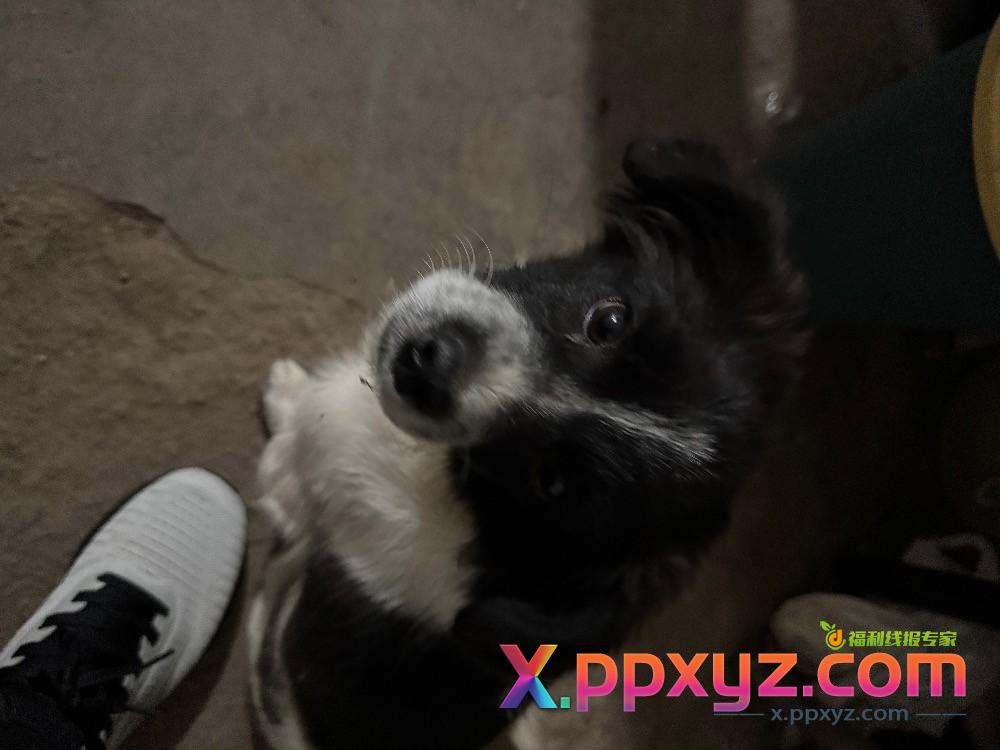 这是边牧吗？ - PPXYZ线报