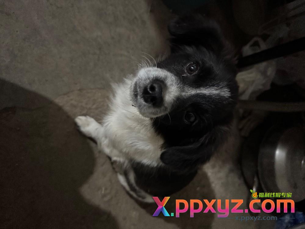 这是边牧吗？ - PPXYZ线报