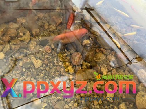兄弟们这个草金鱼这是要凉了吗 - PPXYZ线报