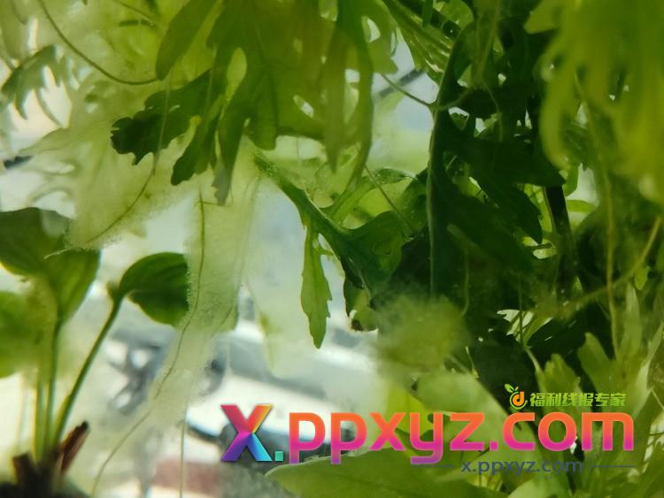 帮忙看下，鱼缸晒了几天太阳，这是长了些啥？藻类还是? - PPXYZ线报