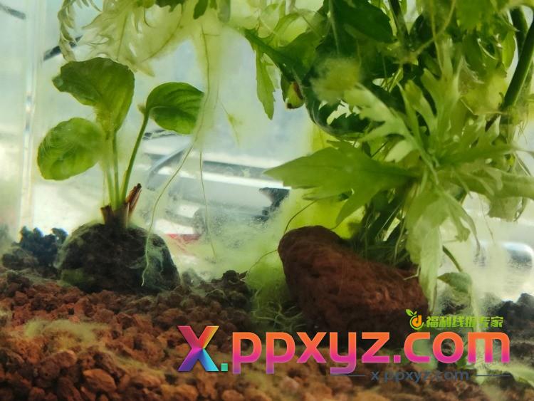 帮忙看下，鱼缸晒了几天太阳，这是长了些啥？藻类还是? - PPXYZ线报