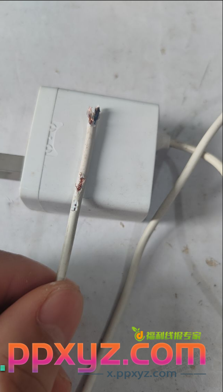 老鼠把我的天猫精灵咬死了 - PPXYZ线报