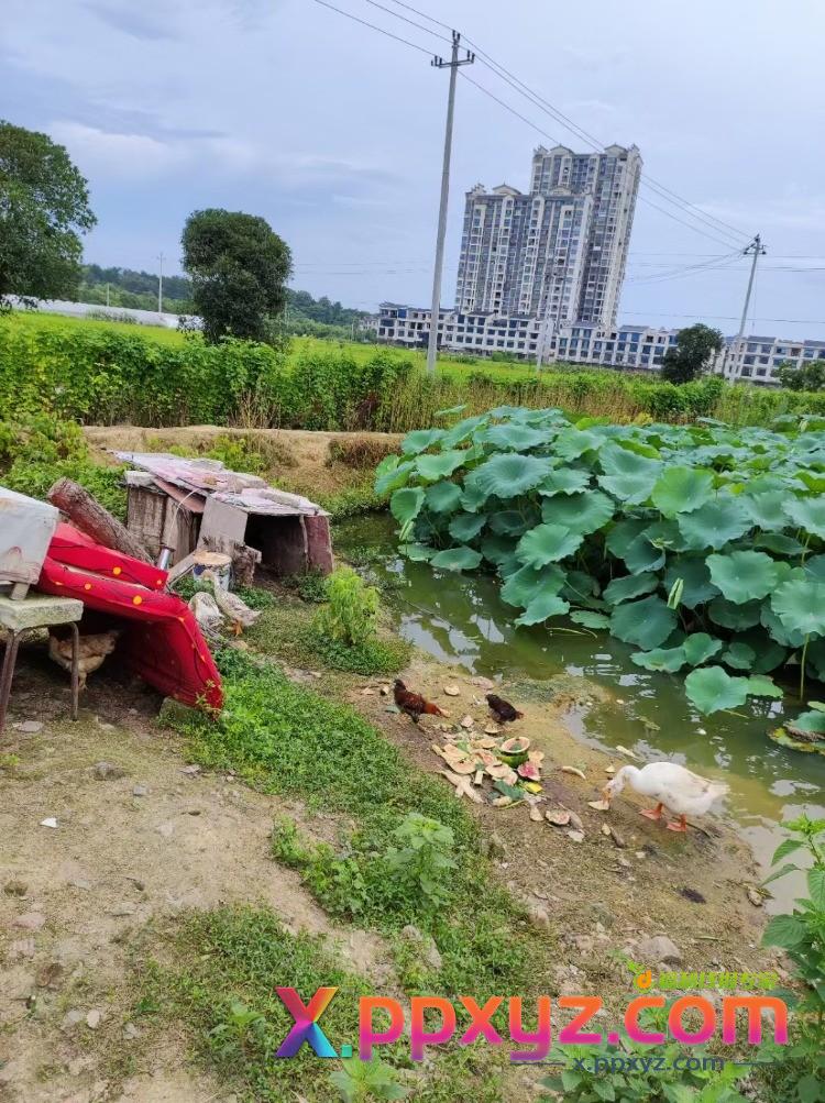 30000元租了块地 还是以买菜为主 是不是亏了 - PPXYZ线报