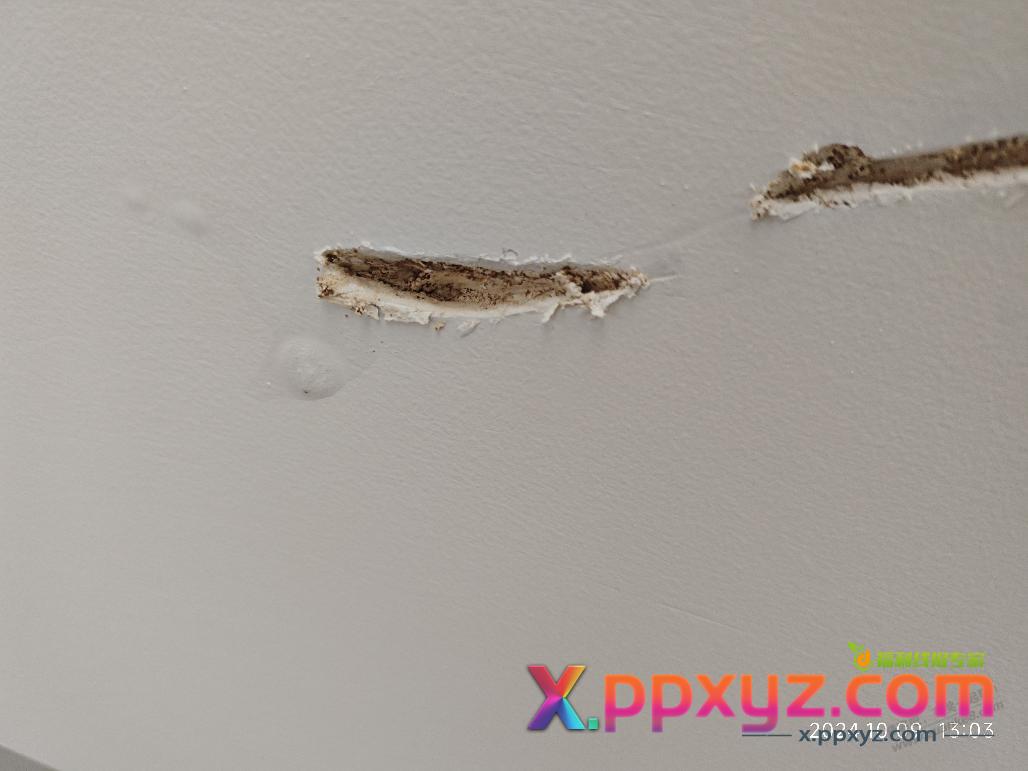 踢脚线里面发现白蚁  天花板也是 新房才刚住一年  逆天了 劣质木材吗 - PPXYZ线报