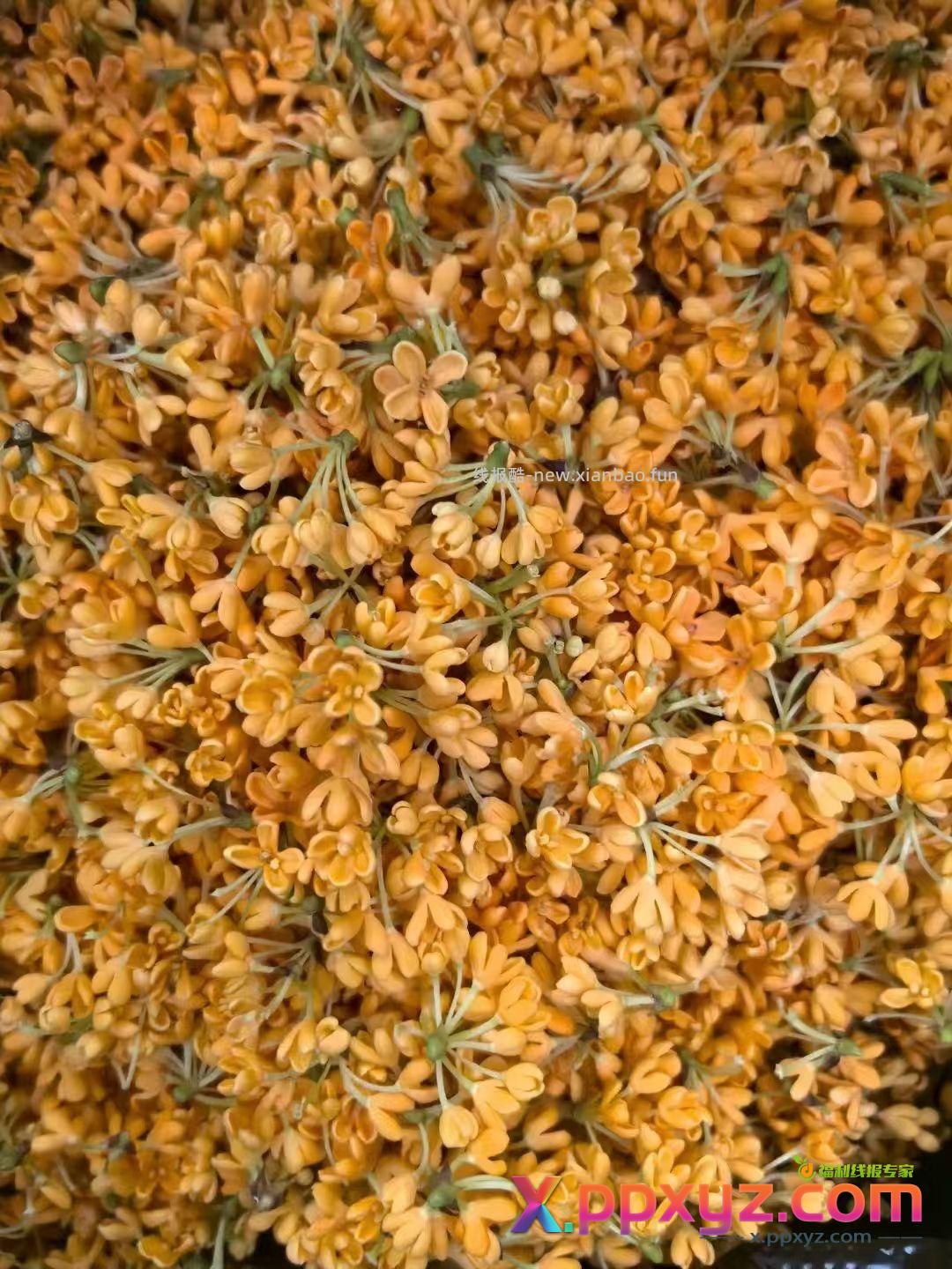 【滇红•桂花松】特属于秋天的这一抹香 用茶胚和新鲜桂花窨制而成 - PPXYZ资源网