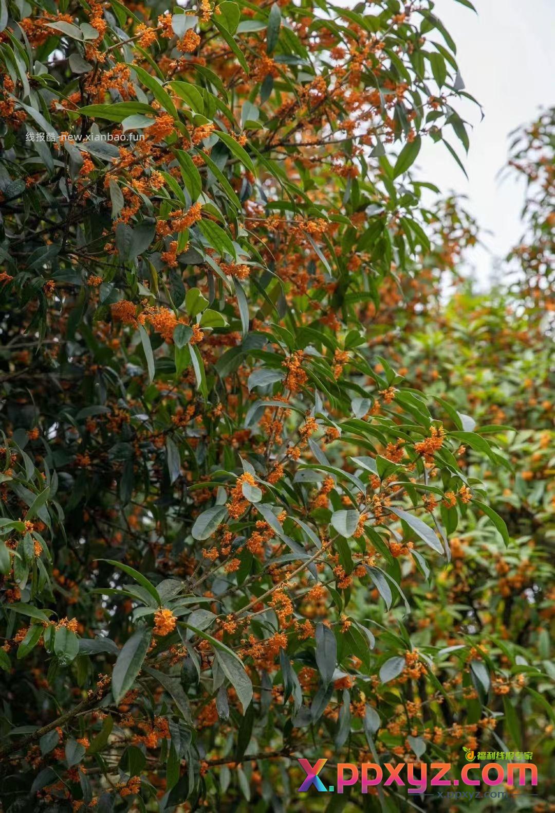 【滇红•桂花松】特属于秋天的这一抹香 用茶胚和新鲜桂花窨制而成 - PPXYZ资源网