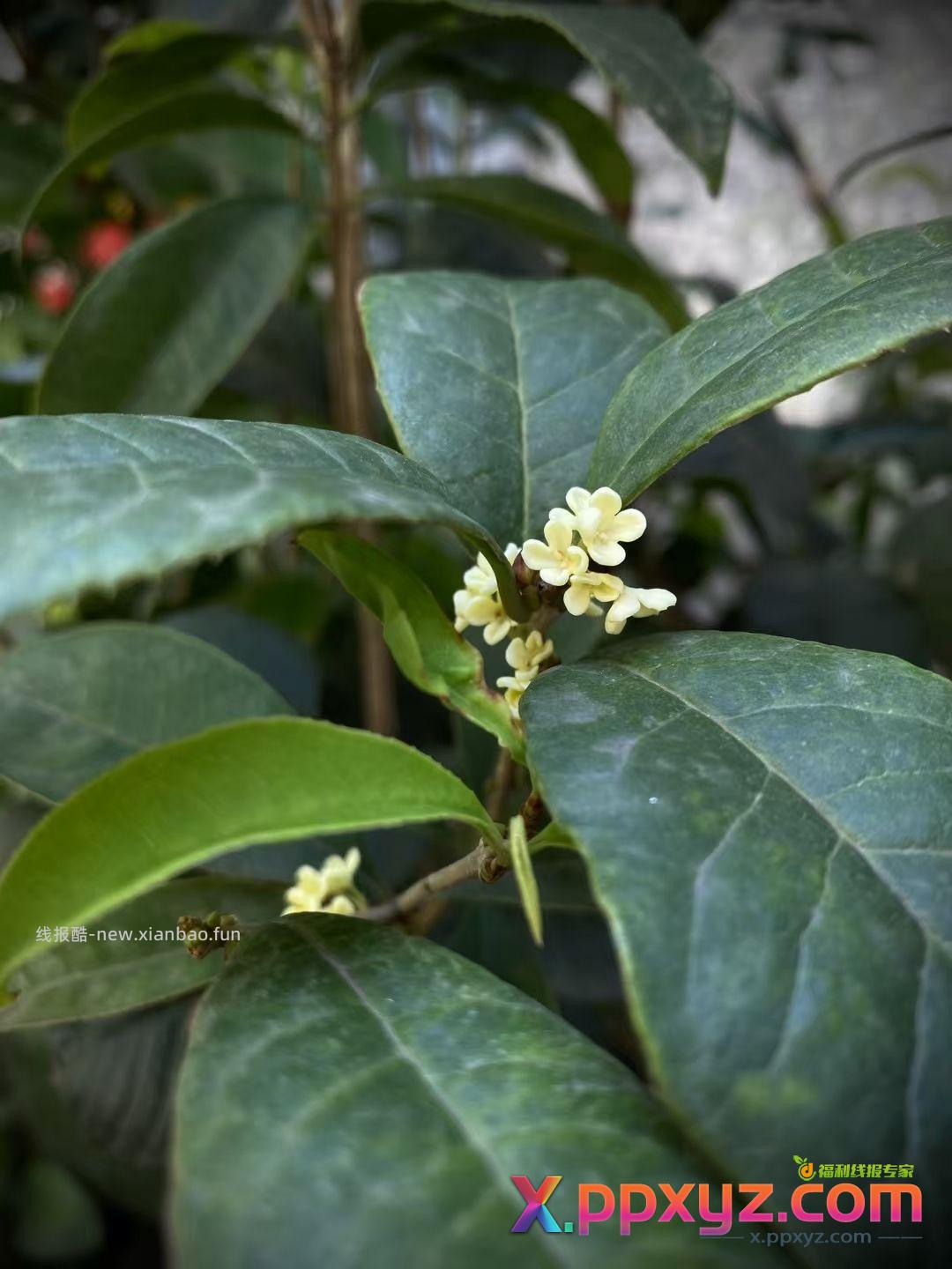 【滇红•桂花松】特属于秋天的这一抹香 用茶胚和新鲜桂花窨制而成 - PPXYZ资源网