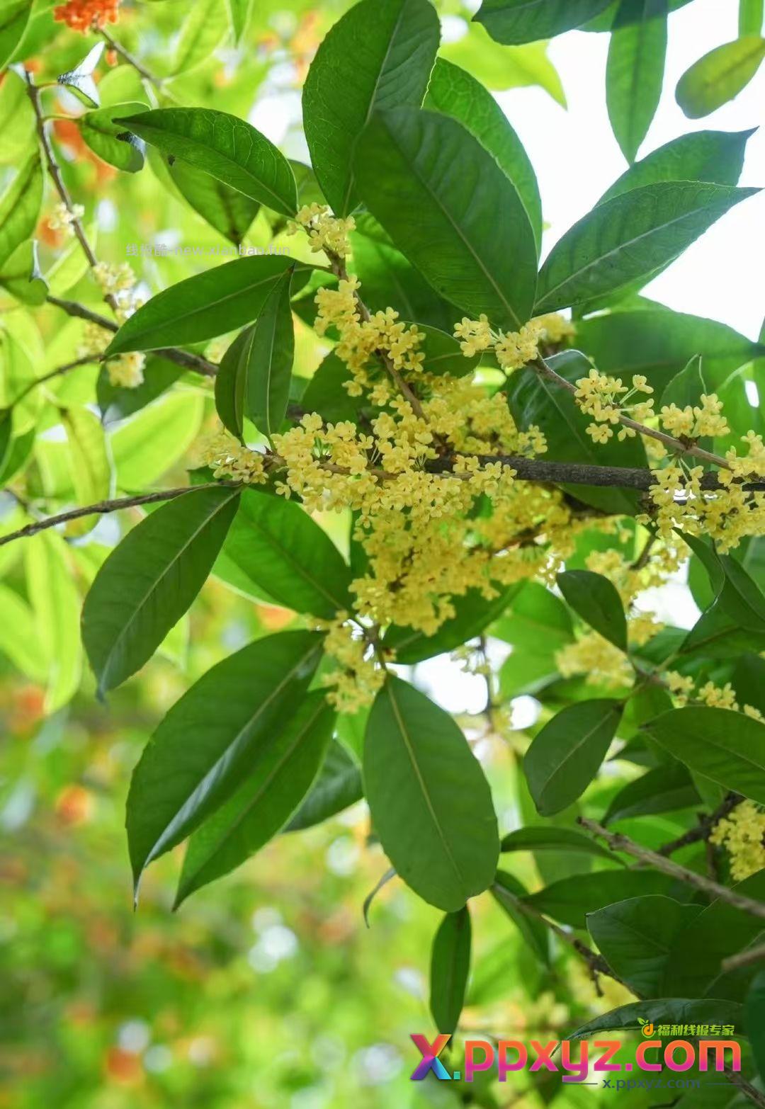【滇红•桂花松】特属于秋天的这一抹香 用茶胚和新鲜桂花窨制而成 - PPXYZ资源网