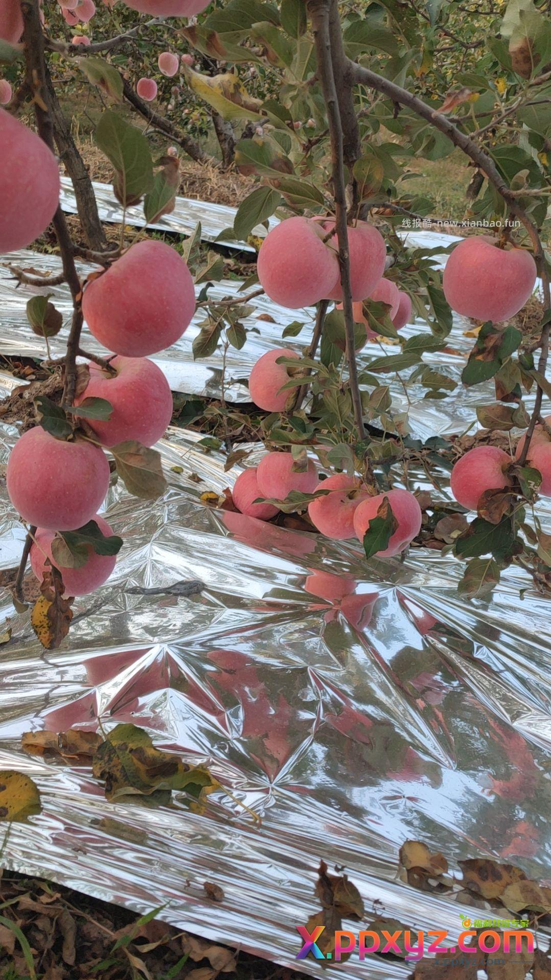 自己家的脆柿子和苹果 - PPXYZ资源网