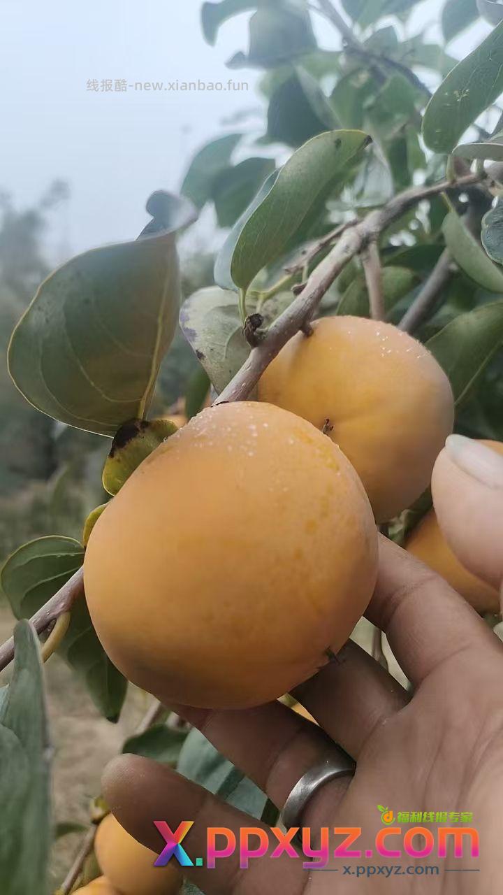 新鲜苹果和柿子嘞 柿子是脆甜的 可以直接吃 - PPXYZ资源网