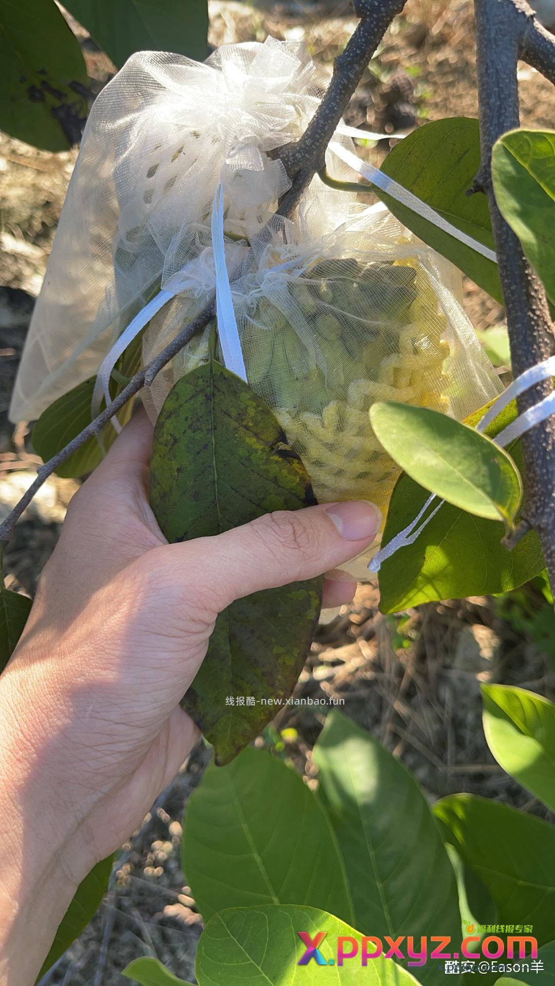 自己种不撸水果 - PPXYZ资源网
