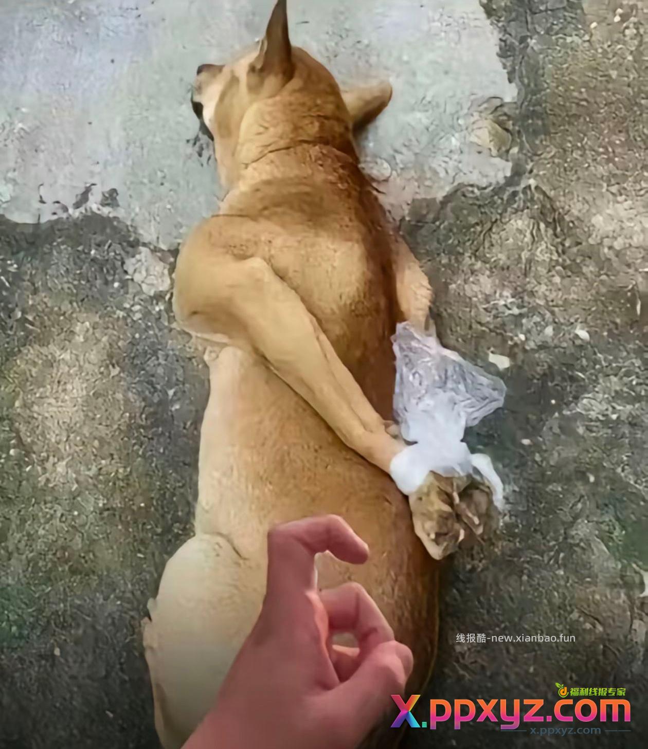 东哥过河拆桥 - PPXYZ资源网